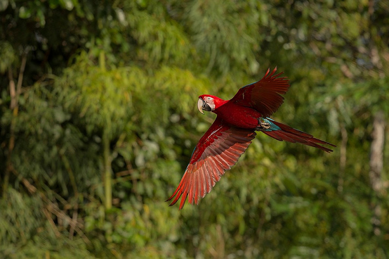 Bird south america nature habitat w1024h1024