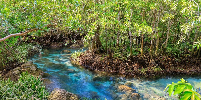 Riviera maya ecosystem w800