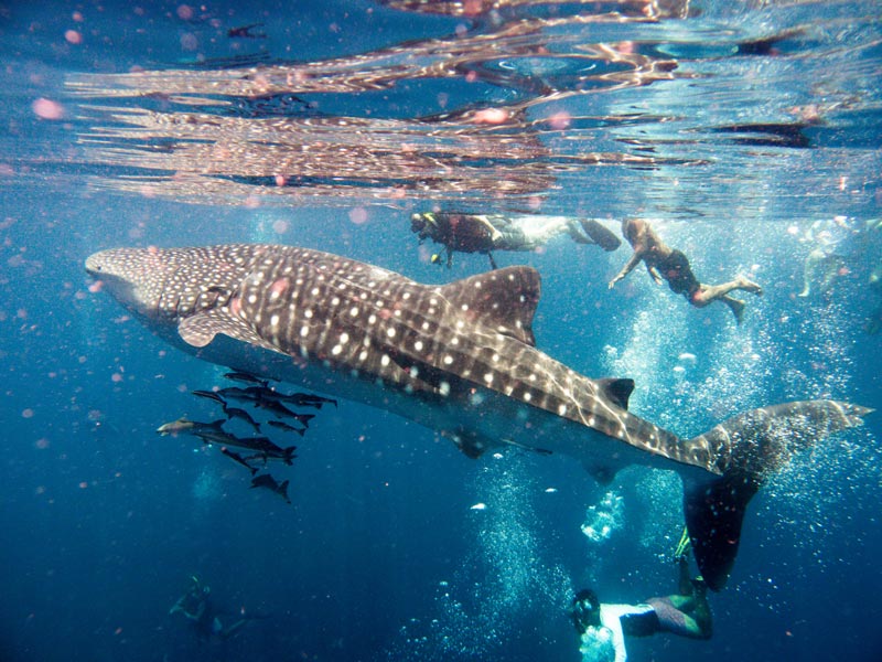 Snorkeling and diving