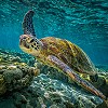 Tafer Hotels to Discontinue Single Use Plastic Straws