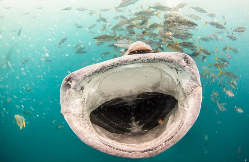 Whale shark season