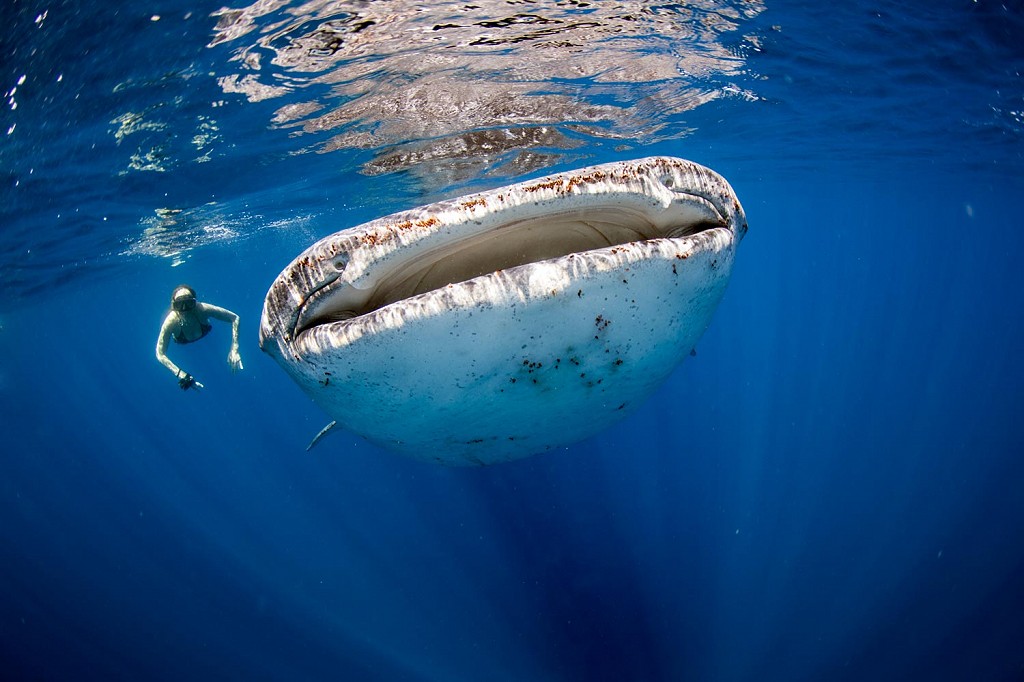 Whale Shark Tours in Cancun and Riviera Maya
