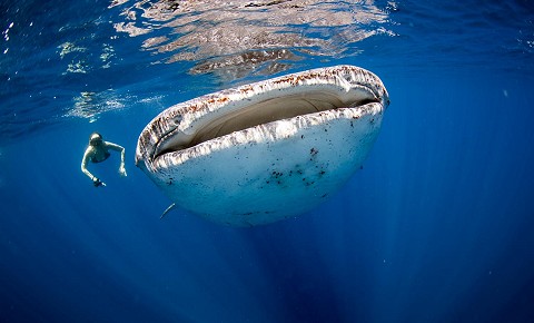 Whale Shark Tours in Cancun and Riviera Maya