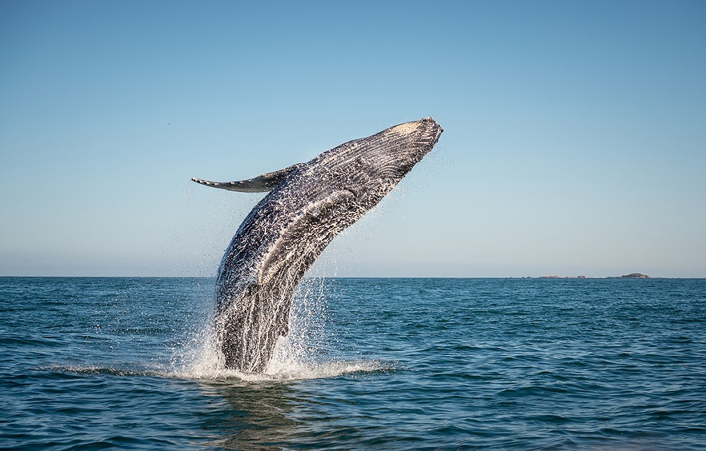 Whale Watching Seasson in Puerto Vallarta