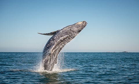 Whale Watching Seasson in Puerto Vallarta
