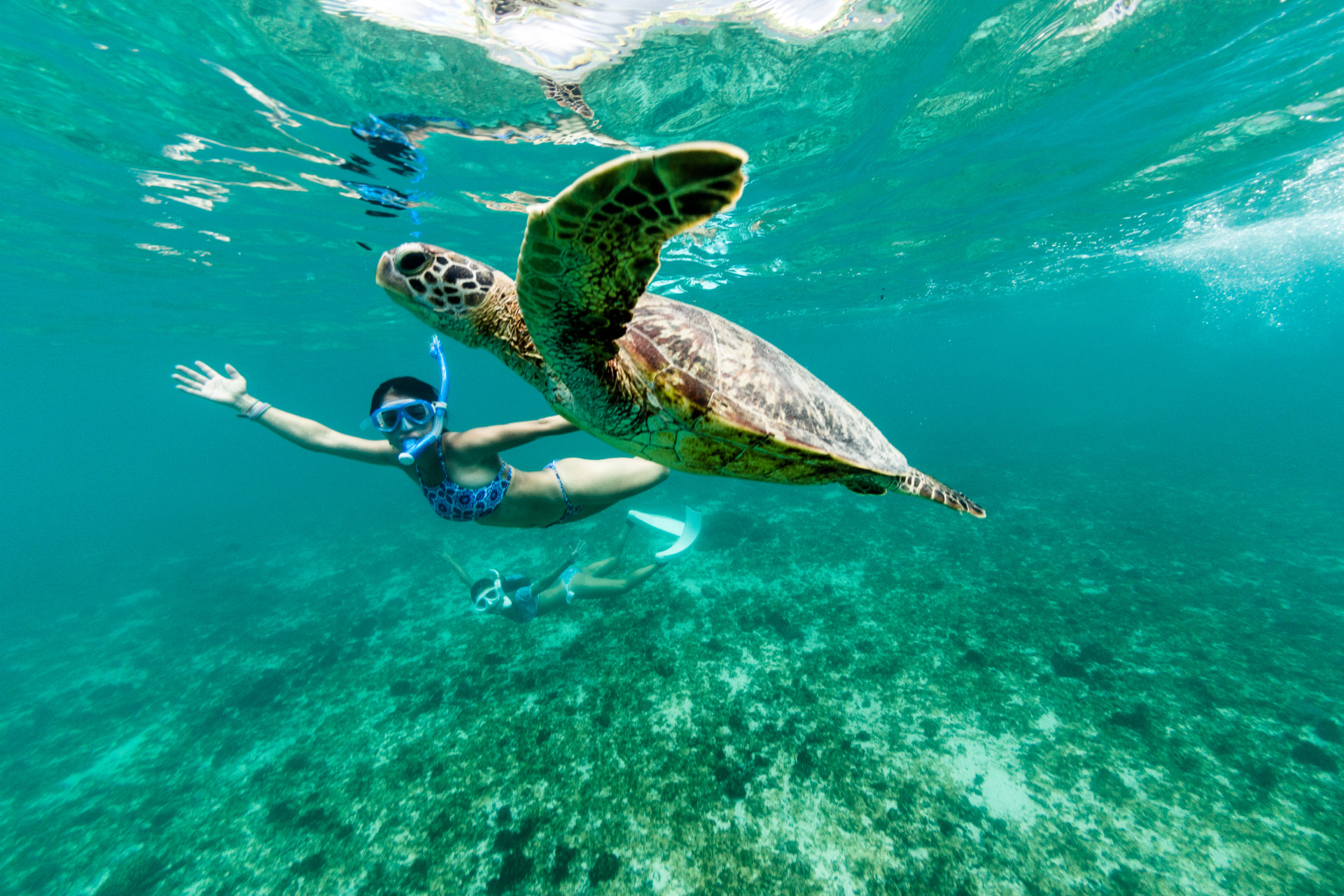 Snorkel and turtle in cancun